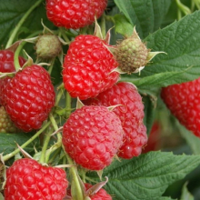 Малина "Ровница" С3 - Cадовый центр "Солнечный", Екатеринбург