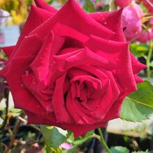 Роза чайно-гибридная "Black Baccara" Блэк Баккара С3 - Cадовый центр "Солнечный", Екатеринбург