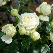 РОЗА ФЛОРИБУНДА "LEMON ROKOKO" ЛЕМОН РОКОКО С7 - Cадовый центр "Солнечный", Екатеринбург