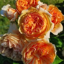 РОЗА ДЭВИДА ОСТИНА "CROWN PRINCESS MARGARETA" КРАУН ПРИНЦЕСС МАРГАРЕТ С7 - Cадовый центр "Солнечный", Екатеринбург