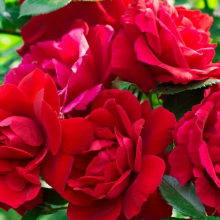 РОЗА ПЛЕТИСТАЯ "Santana" CАНТАНА C6 - Cадовый центр "Солнечный", Екатеринбург