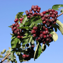 РЯБИНА ОБЫКНОВЕННАЯ "BURCA" БУРКА 0,3-0,4 м С3 - Cадовый центр "Солнечный", Екатеринбург