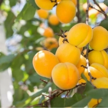 АБРИКОС "САЯНСКИЙ" С2-3 - Cадовый центр "Солнечный", Екатеринбург