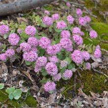 СЕДУМ ЭВЕРСА С2-3 - Cадовый центр "Солнечный", Екатеринбург