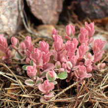 СЕДУМ ВИДНЫЙ "Winky" ВИНКИ С1,6-2 - Cадовый центр "Солнечный", Екатеринбург