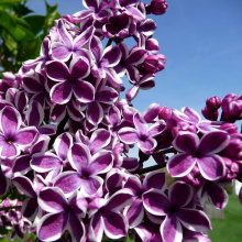 СИРЕНЬ ОБЫКНОВЕННАЯ "Sensation" СЕНСАЦИЯ С7,5-10 - Cадовый центр "Солнечный", Екатеринбург