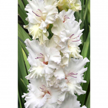 ГЛАДИОЛУС "Serena" СЕРЕНА - Cадовый центр "Солнечный", Екатеринбург