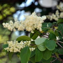 СИРЕНЬ АМУРСКАЯ C3 - Cадовый центр "Солнечный", Екатеринбург