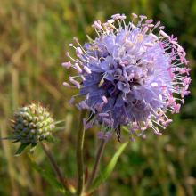 СИВЕЦ ЛУГОВОЙ С2-3 - Cадовый центр "Солнечный", Екатеринбург