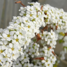 СПИРЕЯ СЛИВОЛИСТНАЯ "Goldfire" ГОЛДФАЙЕР С3 - Cадовый центр "Солнечный", Екатеринбург