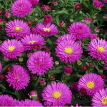 АСТРА КУСТАРНИКОВАЯ "Starlight" СТАРЛАЙТ С1,6-2 - Cадовый центр "Солнечный", Екатеринбург