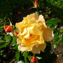 РОЗА ФЛОРИБУНДА "Tequila" ТЕКИЛА С6 - Cадовый центр "Солнечный", Екатеринбург