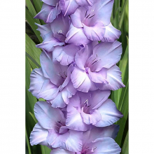 ГЛАДИОЛУС "Tropic Blue" ТРОПИК БЛЮ - Cадовый центр "Солнечный", Екатеринбург