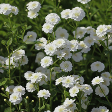 ТЫСЯЧЕЛИСТНИК ПТАРМИКА "Diadem" ДИАДЕМ С1,6-2 - Cадовый центр "Солнечный", Екатеринбург