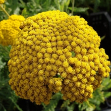 Тысячелистник "Coronation Gold" Коронейшн Голд С1,6-2 - Cадовый центр "Солнечный", Екатеринбург