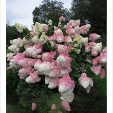 ГОРТЕНЗИЯ МЕТЕЛЬЧАТАЯ "Vanilla Fraise" ВАНИЛЛА ФРЭЙЗ С3 - Cадовый центр "Солнечный", Екатеринбург