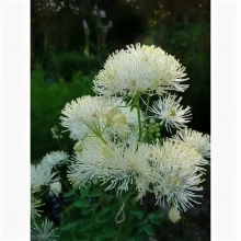 ВАСИЛИСТНИК ВОДОСБОРОЛИСТНЫЙ "Album" АЛЬБУМ С2-3 - Cадовый центр "Солнечный", Екатеринбург