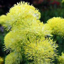 ВАСИЛИСТНИК ЖЕЛТЫЙ С2 - Cадовый центр "Солнечный", Екатеринбург