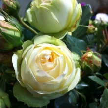 РОЗА ЧАЙНО-ГИБРИДНАЯ “Wedding Piano” ВЕДДИНГ ПИАНО С6 - Cадовый центр "Солнечный", Екатеринбург