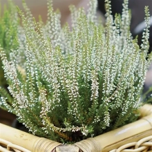 ВЕРЕСК ОБЫКНОВЕННЫЙ "Asli" АСЛИ С3    - Cадовый центр "Солнечный", Екатеринбург