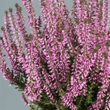 ВЕРЕСК ОБЫКНОВЕННЫЙ "Fruhe Lisbeth" ФРАУ ЛИСБЕТ С3    - Cадовый центр "Солнечный", Екатеринбург