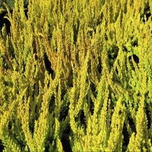 ВЕРЕСК ОБЫКНОВЕННЫЙ "Zoe" ЗОЕ С3    - Cадовый центр "Солнечный", Екатеринбург