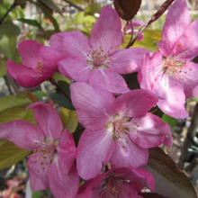 ЯБЛОНЯ ДЕКОРАТИВНАЯ "ОЛА" 1-1,3 м С10 - Cадовый центр "Солнечный", Екатеринбург