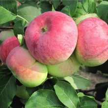 Яблоня "ВЭМ-сувенир" 1-летка С5 - Cадовый центр "Солнечный", Екатеринбург