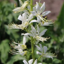 Ясенец белый "ALBIFLORUS" Альбифлорус C1,6-2 - Cадовый центр "Солнечный", Екатеринбург