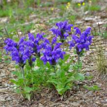 ЗМЕЕГОЛОВНИК ХАРКЕВИЧА С2 - Cадовый центр "Солнечный", Екатеринбург