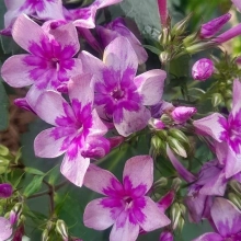 ФЛОКС МЕТЕЛЬЧАТЫЙ "ЗВЕЗДОЧЁТ" С3 - Cадовый центр "Солнечный", Екатеринбург